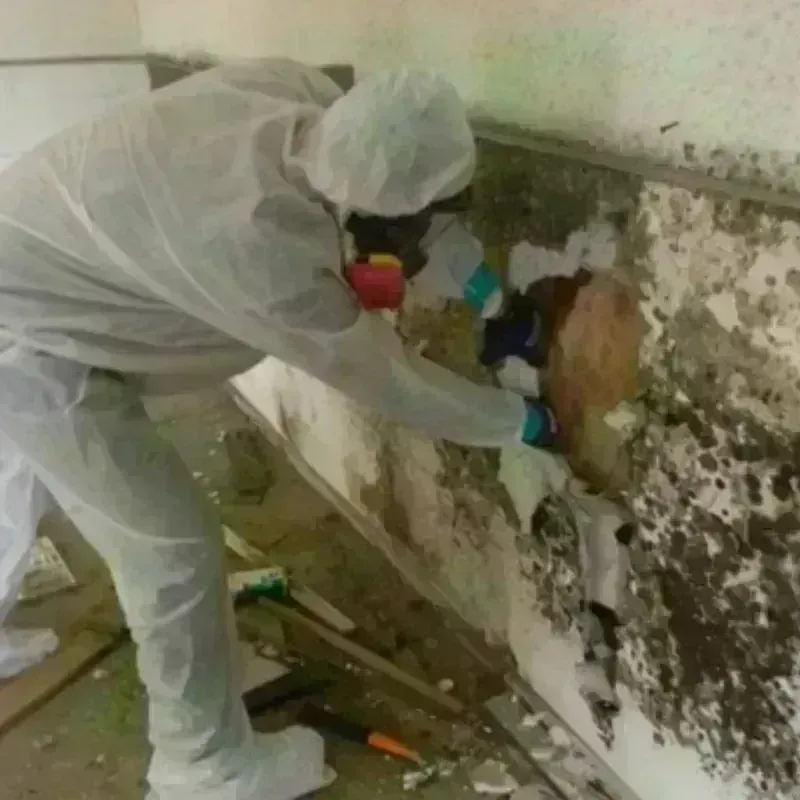 Mold Remediation and Removal in Whitehouse, TX